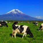 道内の食肉センターの最新データをTENMAで常に把握！